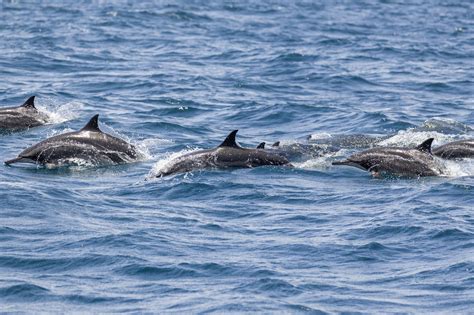 Sharks may be on your TV this week, but dolphins are in a bay or river nearby